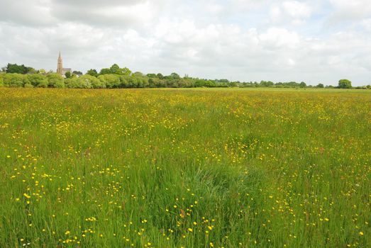 Green grass meadow woody hedgerow 
