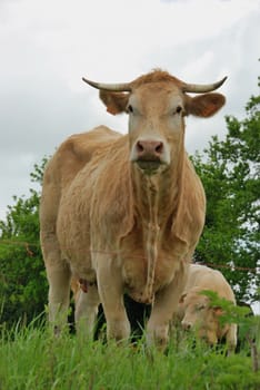 Cows in meadows