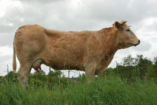 Cows in meadows