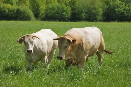 Cows in meadows