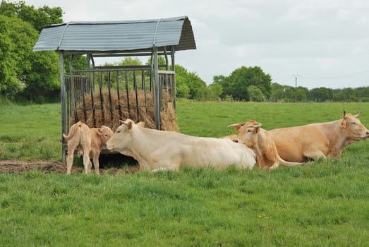 Cows in meadows