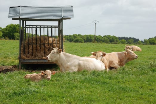 Cows in meadows