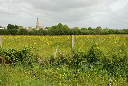 Green grass meadow woody hedgerow 
