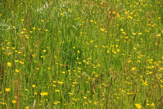 Meadow