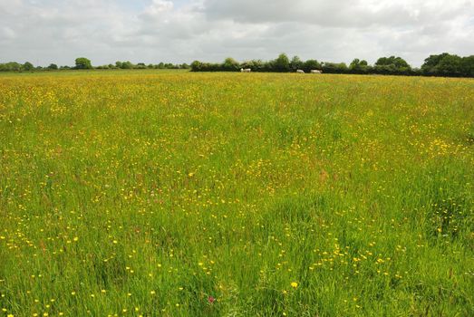 Green grass meadow woody hedgerow 