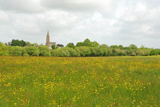 Green grass meadow woody hedgerow 