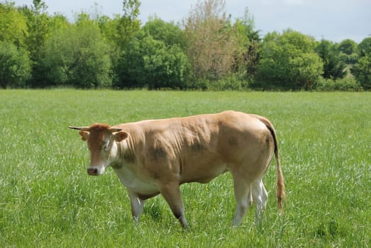 Cows in meadows
