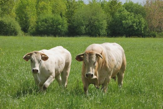 Cows in meadows
