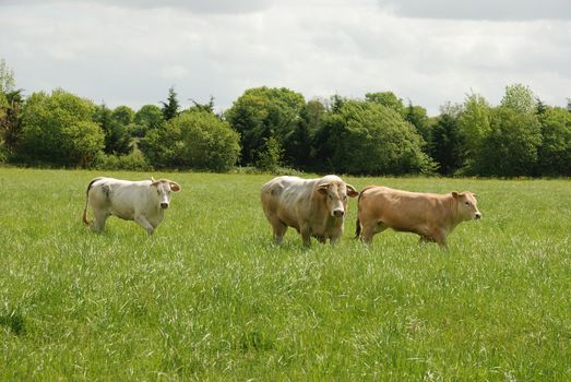 Cows in meadows