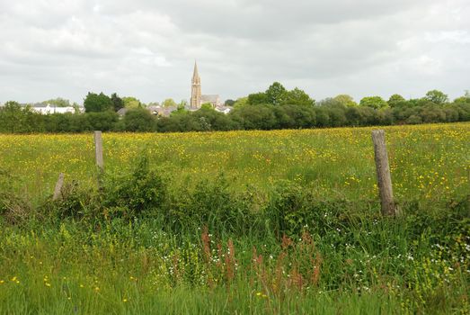 Green grass meadow woody hedgerow 