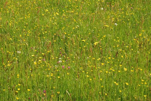 Meadow