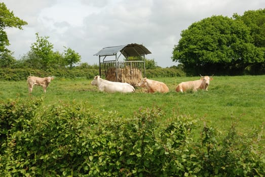 Cows in meadows