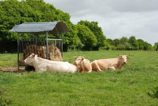 Cows in meadows