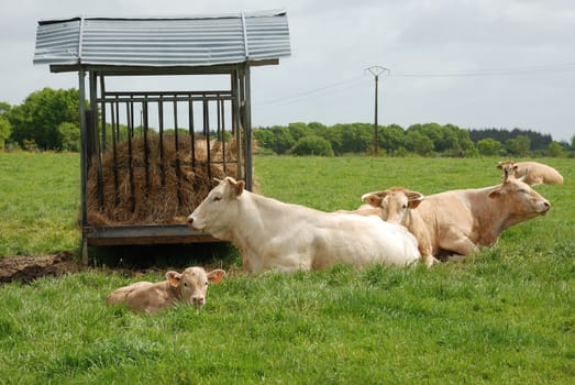 Cows in meadows