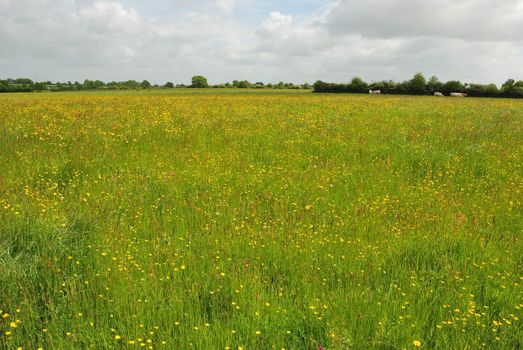 Green grass meadow woody hedgerow 