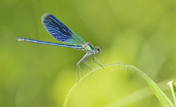 dragonfly on a blade of grass on natural background. Close up of insect