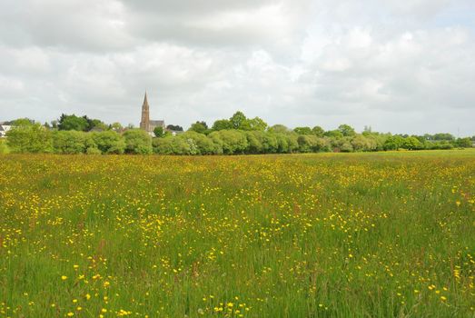Green grass meadow woody hedgerow 