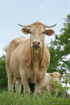 Cows in meadows