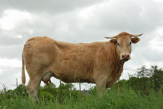 Cows in meadows
