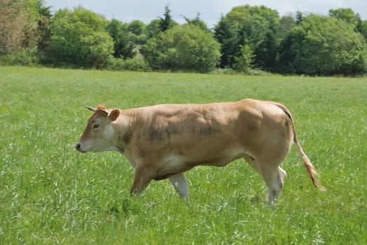 Cows in meadows