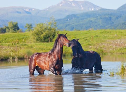 Two beautiful horses stand in the mountain lake