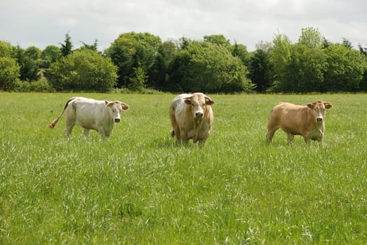 Cows in meadows