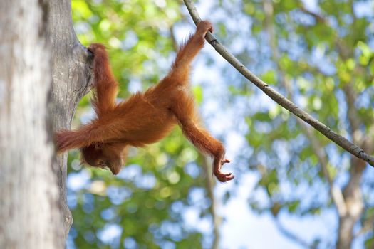 Orangutan in the jungle of Borneo, Malaysia