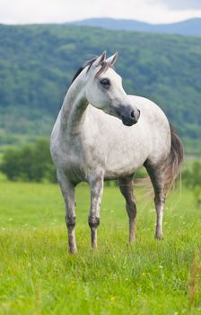 Gray Arab horse  on a green meadow