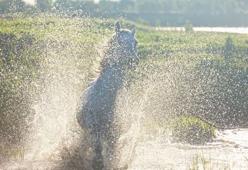 Gray Arab horse runs on water