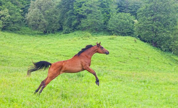 Arab racer runs on a green summer meadow