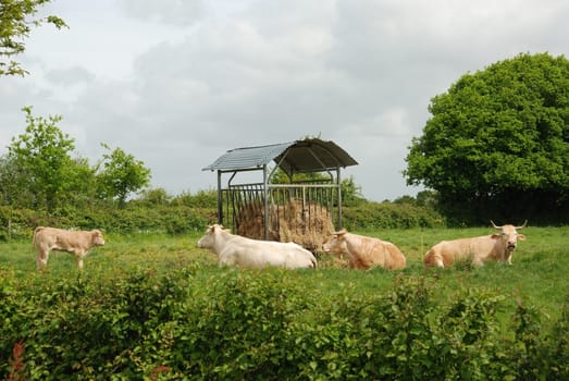 Cows in meadows