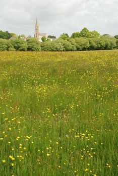 Green grass meadow woody hedgerow 