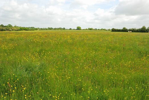 Green grass meadow woody hedgerow 