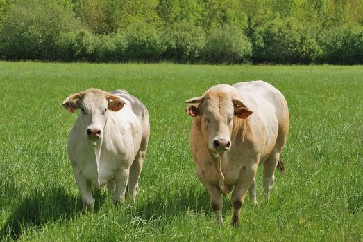 Cows in meadows