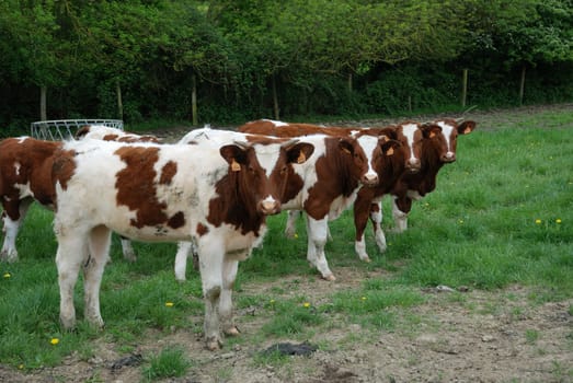 Cows in meadows