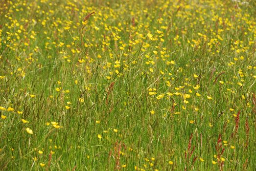 Meadow