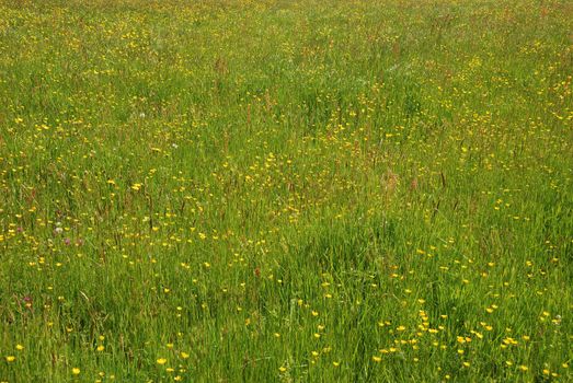 Meadow