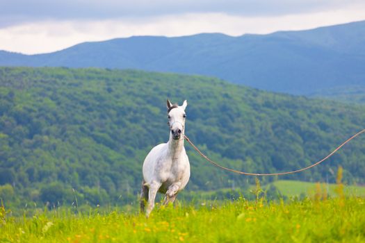 Gray Arab horse gallops on a green meadow