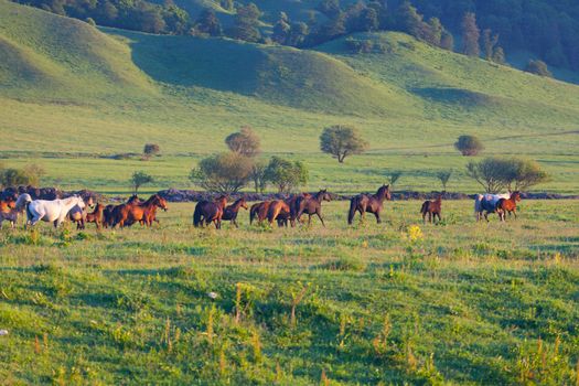 Herd of horses on a summer pasture. Elbrus, Caucasus, Karachay-Cherkessia