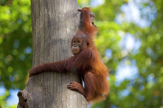 Orangutan in the jungle of Borneo, Malaysia