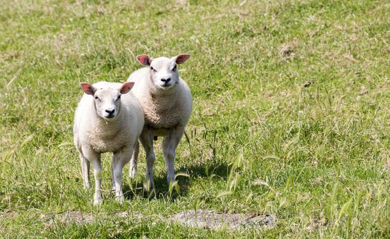 sheep and lamb on green grass