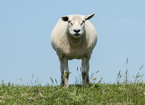 sheep on green grass with blue summer sky