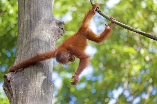 Orangutan in the jungle of Borneo, Malaysia