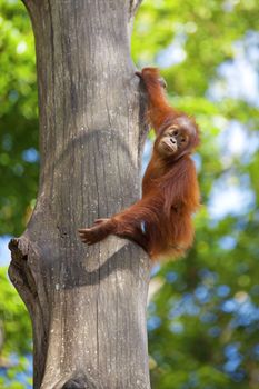 Orangutan in the jungle of Borneo, Malaysia