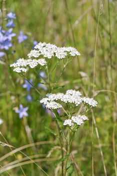 Achillea millefolium, or common yarrow, flowering plant in the family Asteraceae in the green summer field
