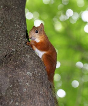 funny squirrel eats a nut
