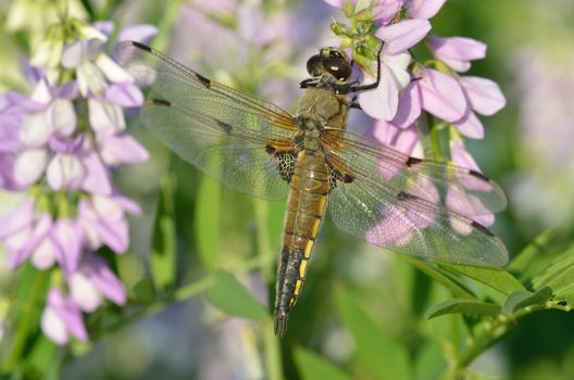 Dragonfly on flower