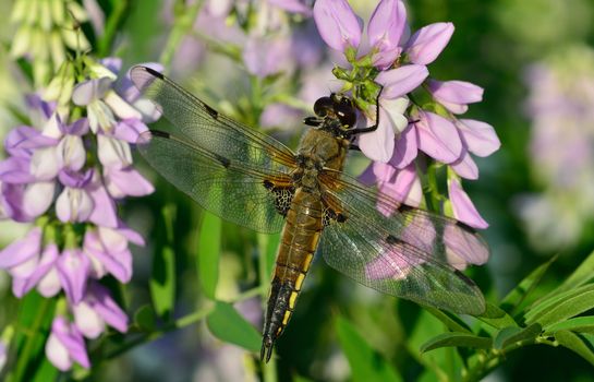 Dragonfly in sun on flower