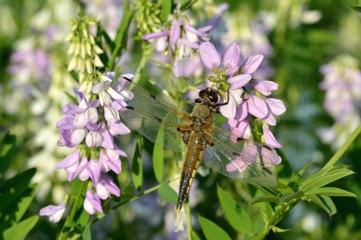 Dragonfly with flowers in background