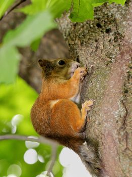 Squirrel on a tree